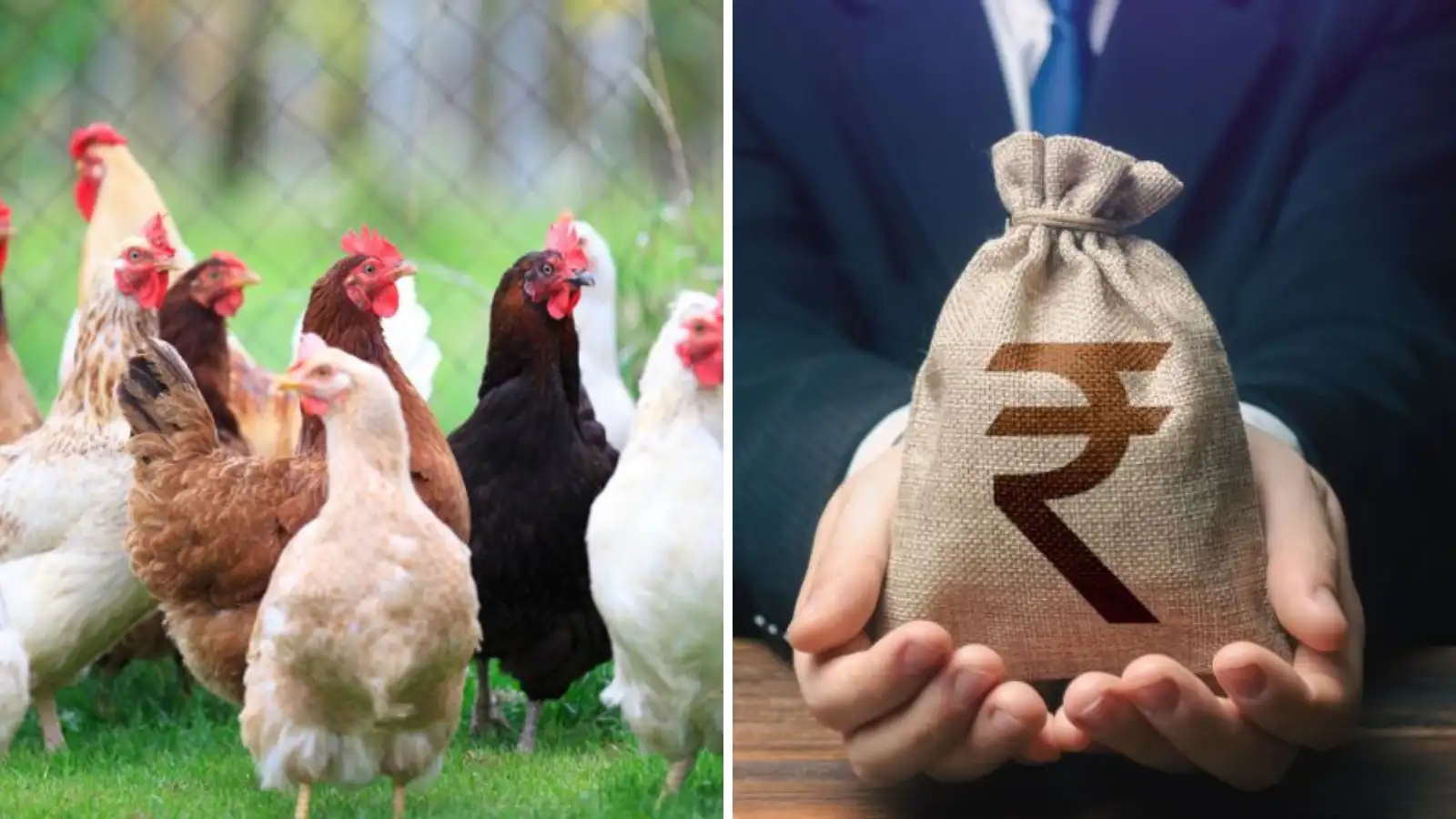 पोल्ट्री लोन (Poultry Loan)